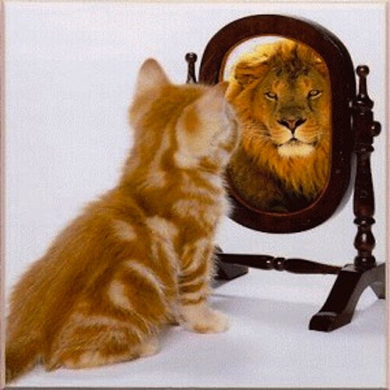 http://www.paulcheksblog.com/wp-content/uploads/2011/06/cat-sees-lion-mirror.jpg