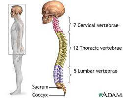 Spine & Posture