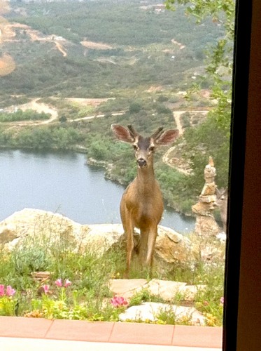 Mule Deer Visitor 1
