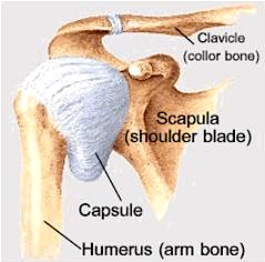 Image result for shoulder capsule