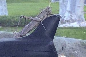 Grasshopper on car
