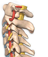 cervical-vertebrae